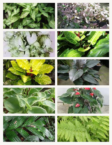 Indoor Plants Supplier – Lakshmi Garden Creators